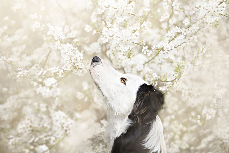 dog-photography-alicja-zmyslowska-19 dog-photography-alicja-zmyslowska-19