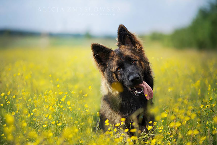 dog-photography-alicja-zmyslowska-20 dog-photography-alicja-zmyslowska-20
