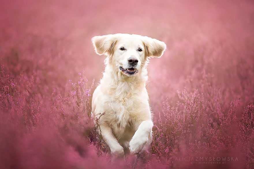 dog-photography-alicja-zmyslowska-24 dog-photography-alicja-zmyslowska-24