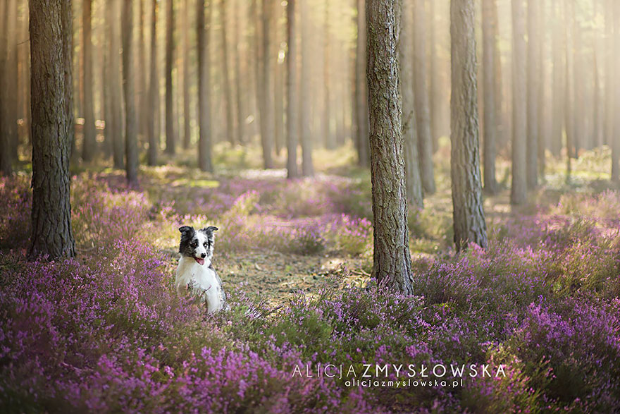 dog-photography-alicja-zmyslowska-25