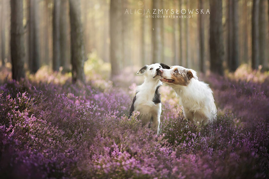 dog-photography-alicja-zmyslowska-26 dog-photography-alicja-zmyslowska-26