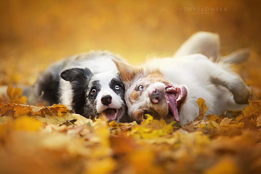 dog-photography-alicja-zmyslowska-27 dog-photography-alicja-zmyslowska-27