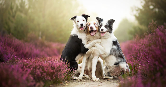 Heartwarming Dog Portraits By 19-Year-Old Polish Photographer
