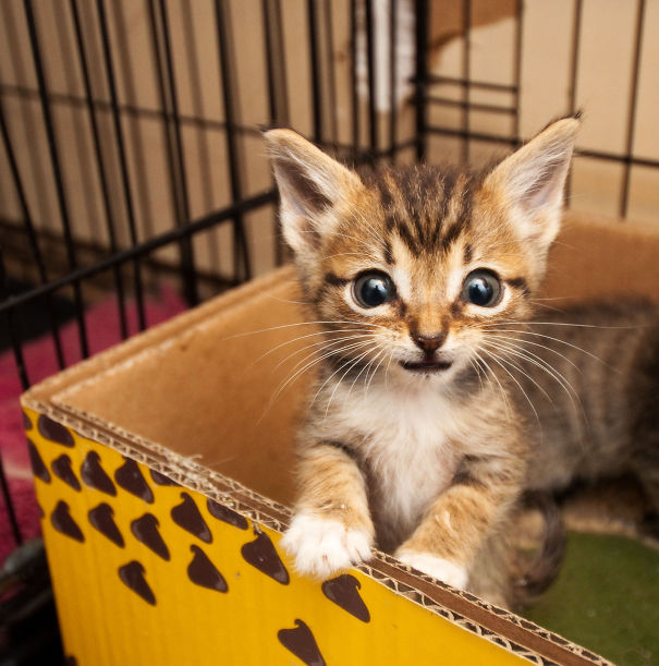 Eeyore...the Smallest Kitty!