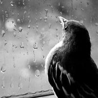 DisasterStorm avatar