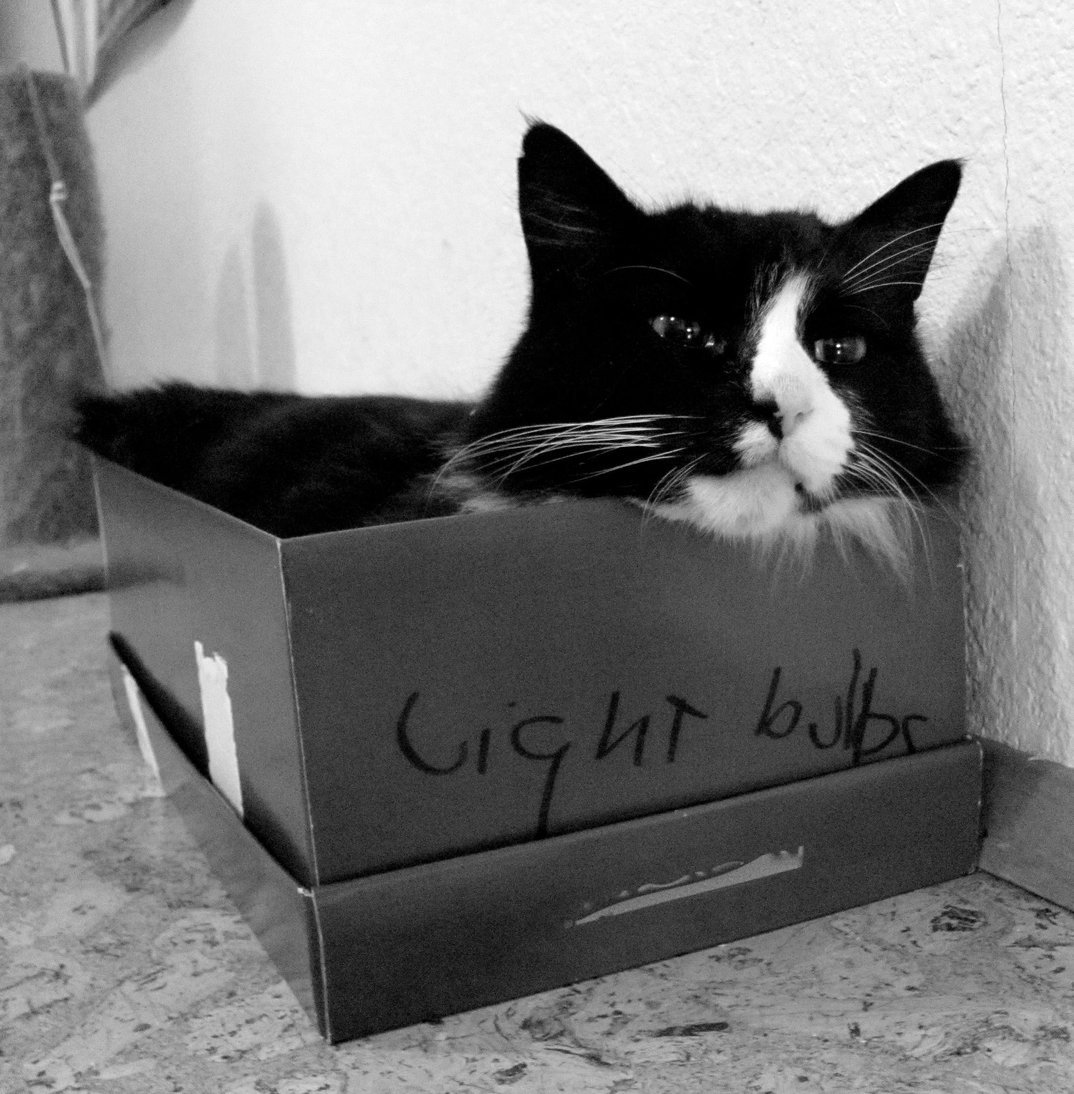 Henri, The Philosopher Chat Noir