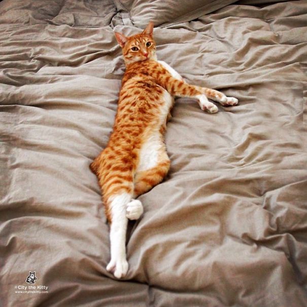 City, The Very Long Kitty