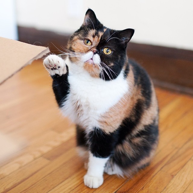 Pudge, The Girl With A Moustache