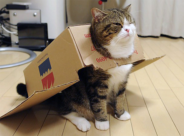 Maru, Master Of Boxes