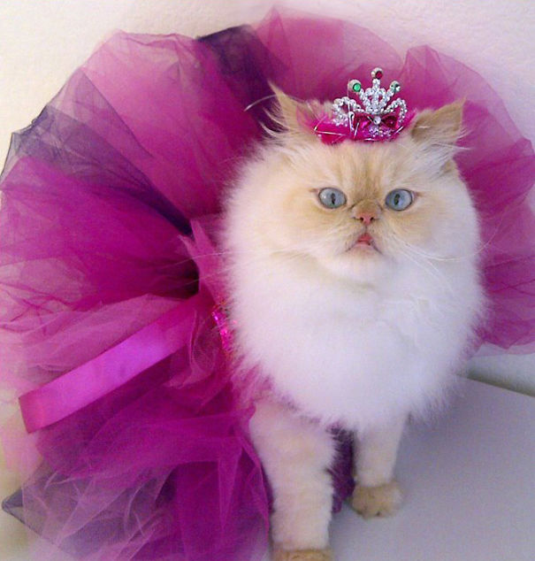 Luna, The Fashion Diva