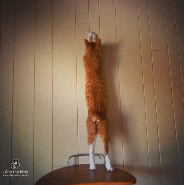 City, The Very Long Kitty