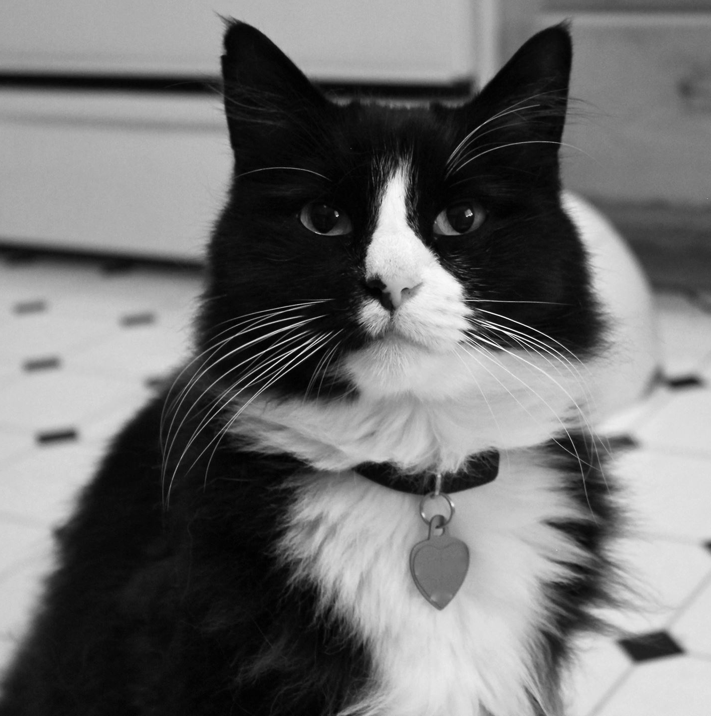 Henri, The Philosopher Chat Noir