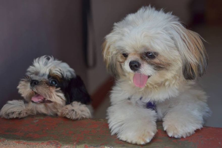 Small Hades And Big Fifi