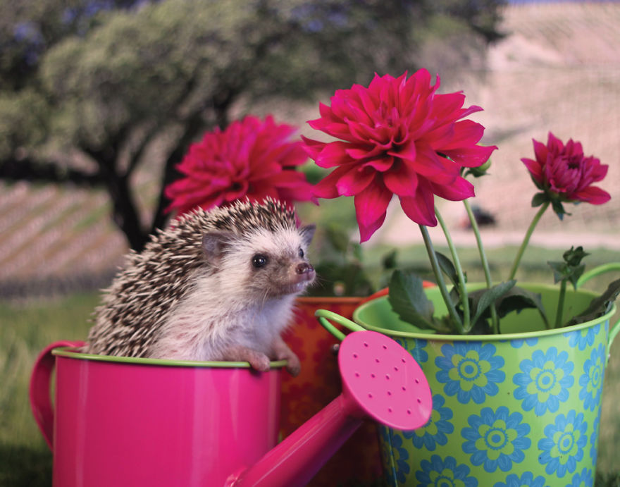 The Adventures Of Humphrey J Hedgehog The Adventures Of Humphrey J Hedgehog