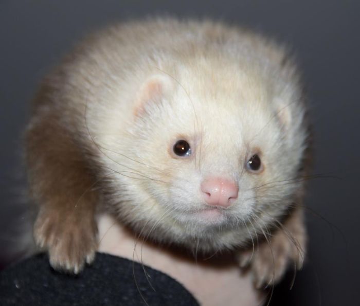 Angora Ferret