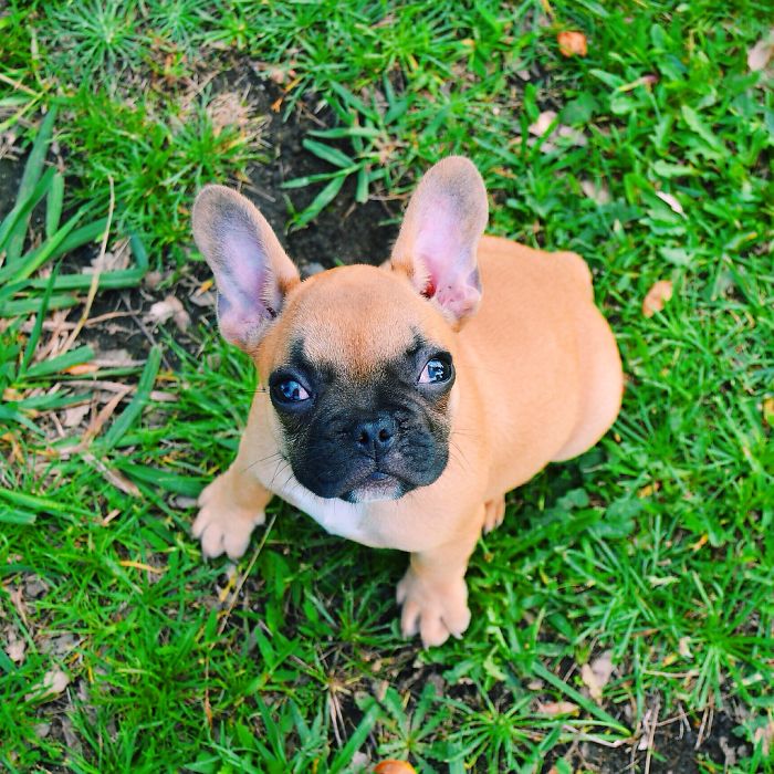 Those Eyebrows | French Bulldog