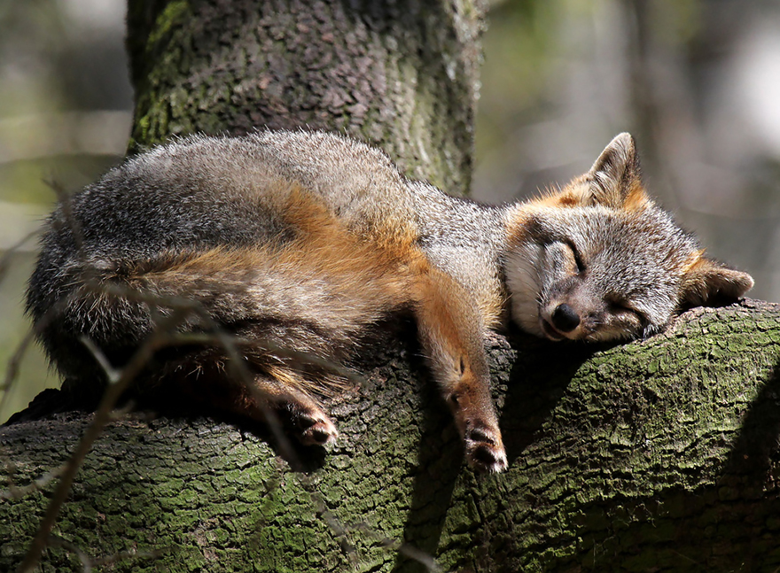 fox-species-photography-6-3 fox-species-photography-6-3