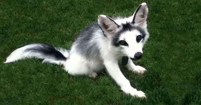 7 Of The Most Beautiful Fox Species In The World