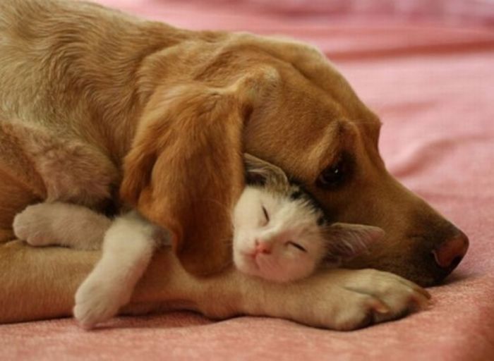 Dog And Cat