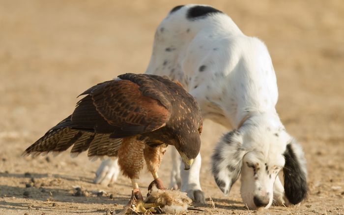 Hawk And Dog