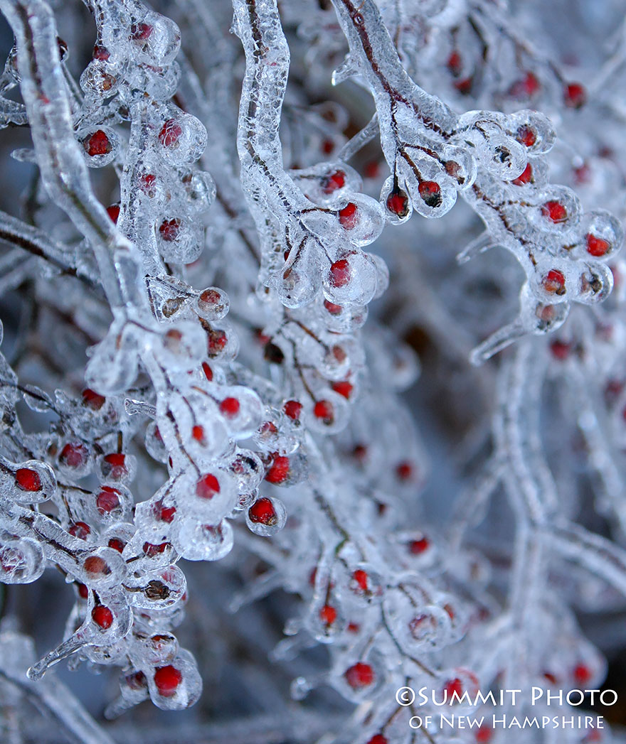 Frozen Berries