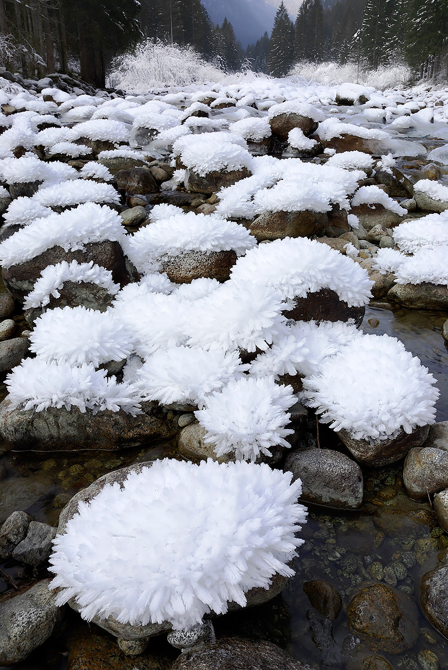 Ice Blossoms