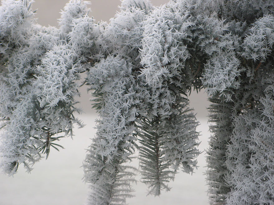 Frosted Pine