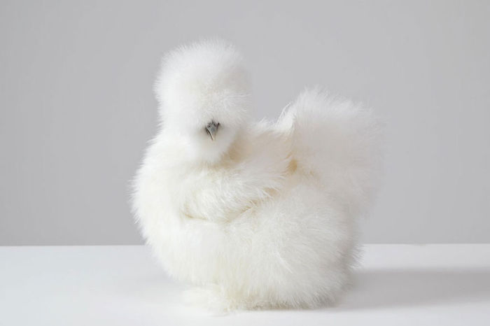White Silkie (bantam) Hen