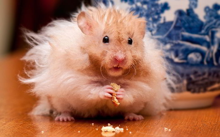 Hairy Hamster