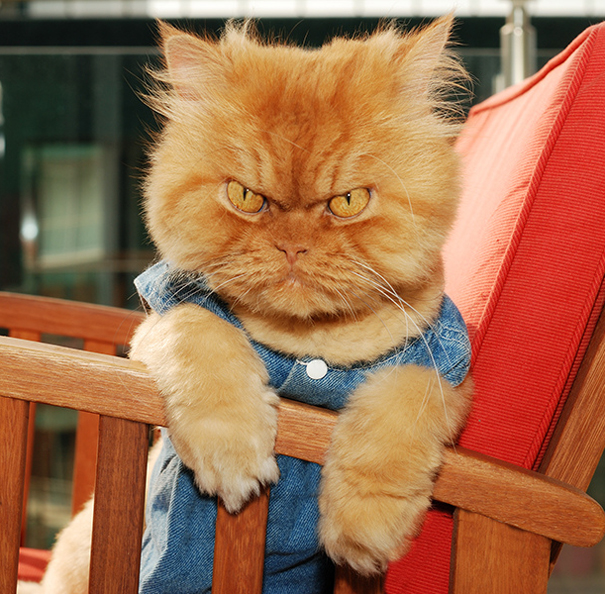 Garfi, The World’s Angriest Cat