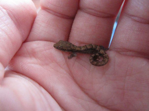 Tiny Gecko In Our Shower In The Galacopos Islands! :d