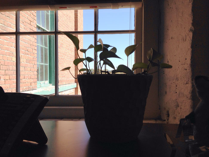 guy-babysits-coworkers-plant-23 guy-babysits-coworkers-plant-23