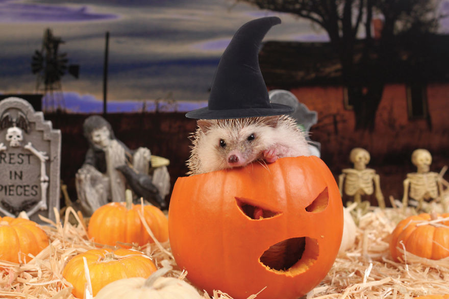 The Adventures Of Humphrey J Hedgehog