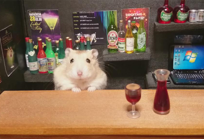 Little Hamster Bartenders Serving Tiny Food and Drinks