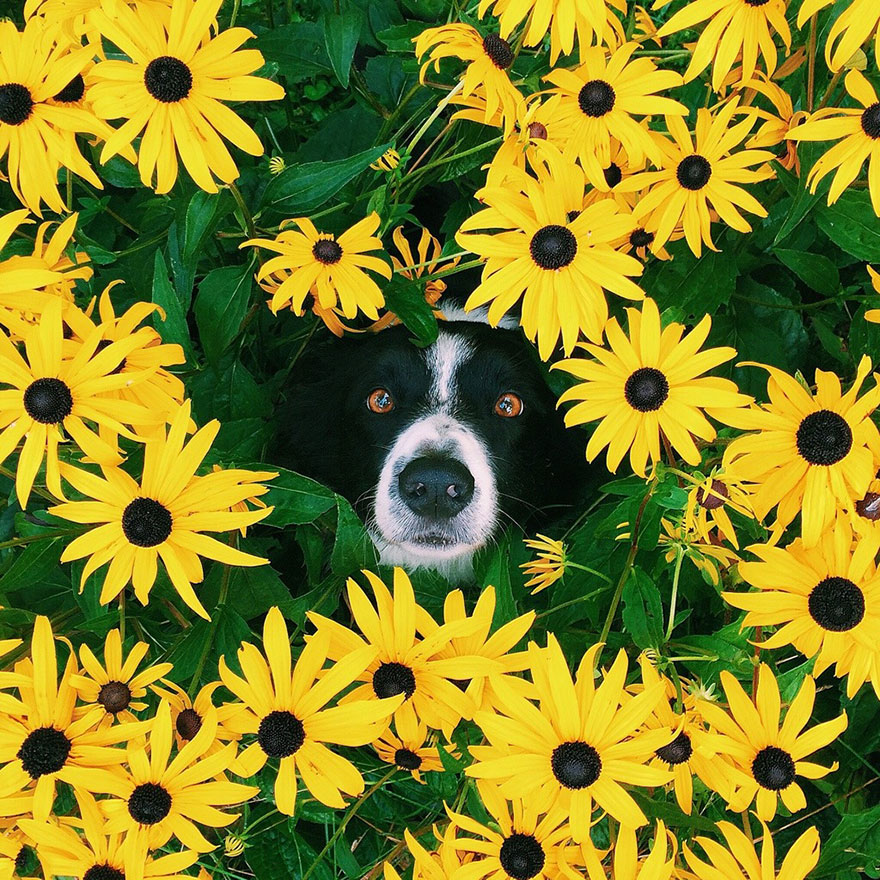 hide-and-seek-dog-photography-finding-momo-andrew-knapp-12