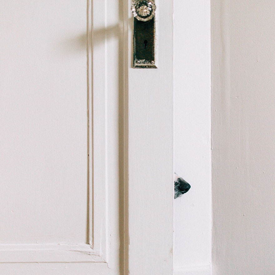 hide-and-seek-dog-photography-finding-momo-andrew-knapp-27