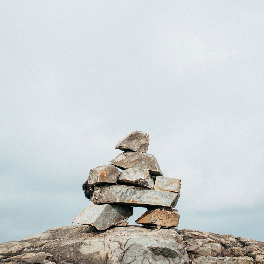 hide-and-seek-dog-photography-finding-momo-andrew-knapp-30