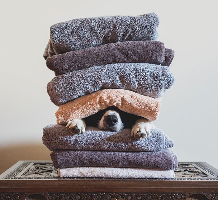 Can You Find Momo In These Pics? (Part 3)