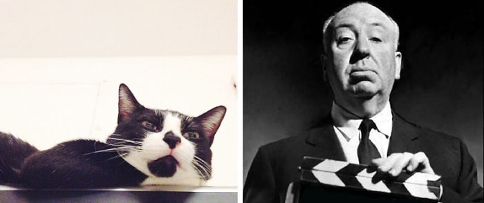 Hitchcock Cat - Hitchcoco