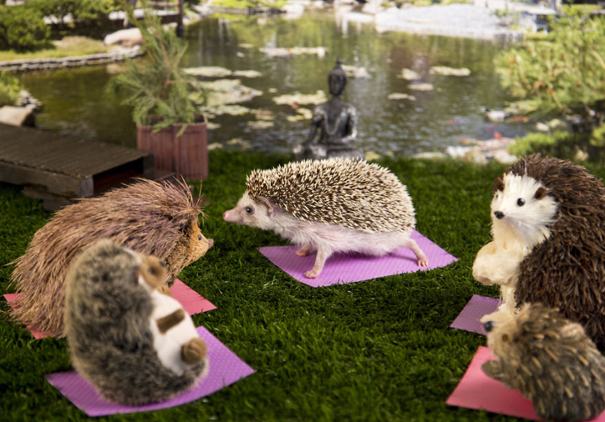 The Adventures Of Humphrey J Hedgehog The Adventures Of Humphrey J Hedgehog