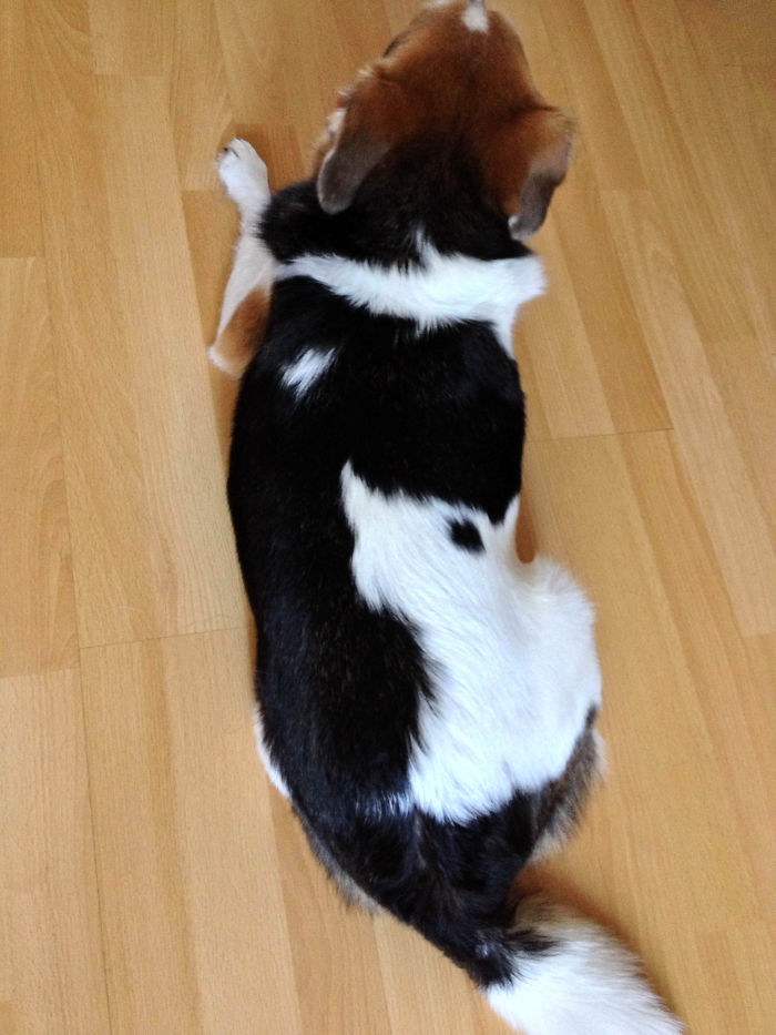 Hobo With His Yin And Yang Pattern