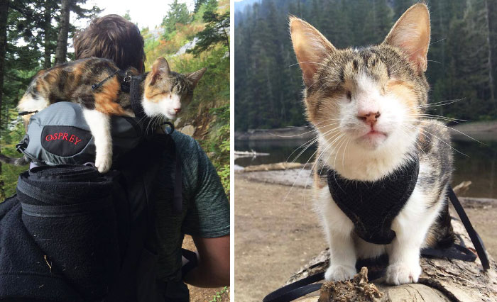 Meet Honey Bee, Our Rescued Blind Cat Who Loves Hiking With Us