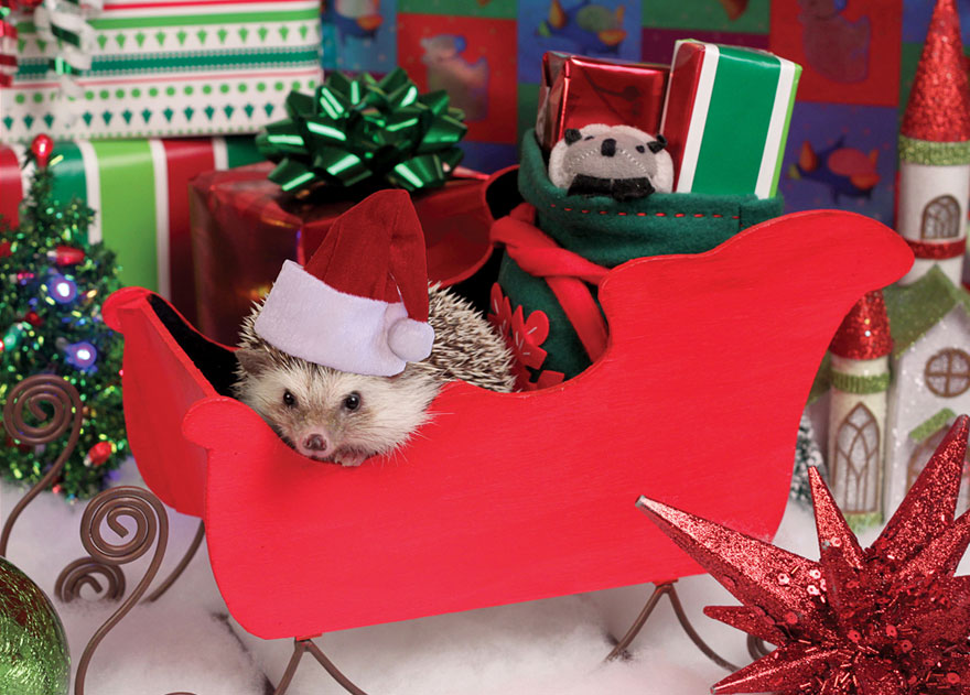 humphrey-hedgehog-adventures-1 humphrey-hedgehog-adventures-1
