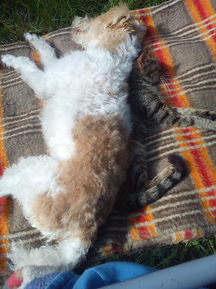 Rozi The Foxterrier And Mici The Cat - Mission Impossible