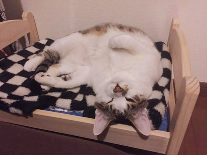 ikea-duktig-bed-hack-cat-bed-13 ikea-duktig-bed-hack-cat-bed-13