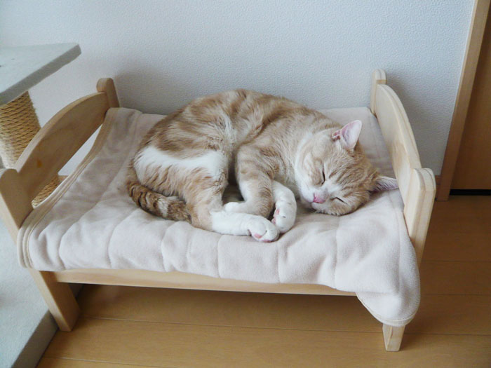 Japanese Cat Owners Turn IKEA Doll Beds Into Adorable Cat Beds