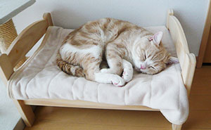 Japanese Cat Owners Turn IKEA Doll Beds Into Adorable Cat Beds