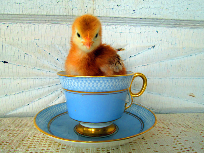 Cupful Of Chicken