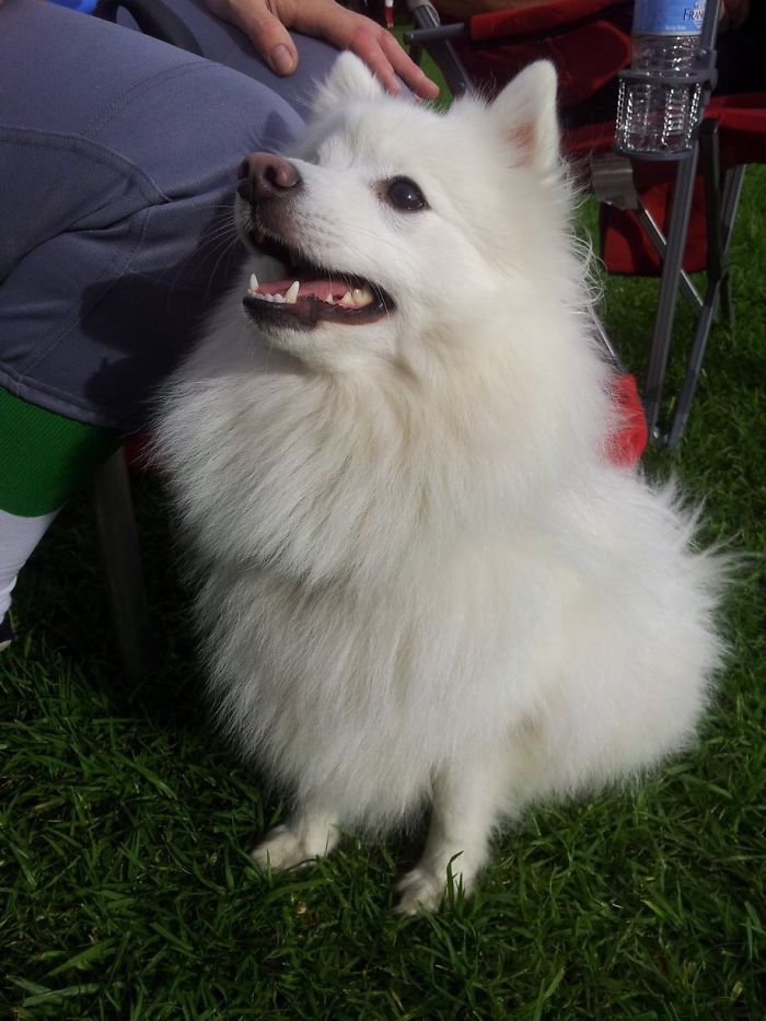 My Molly, Japanese Spitz