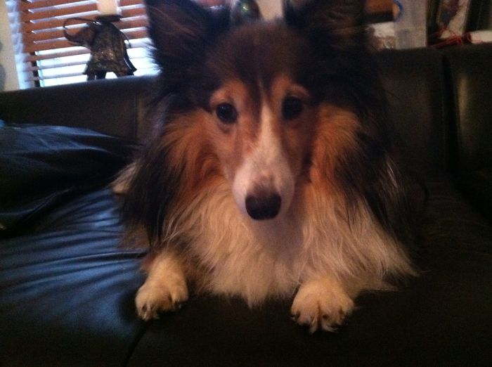Sheltie